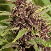  Auto Frisian Dew Feminised
