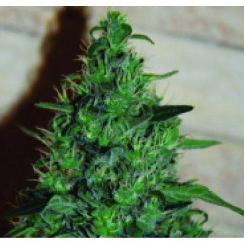 Семена марихуаны купить наложенным платежом сорта дикой конопли