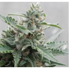 Auto Deimos Feminized