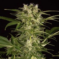  Auto Blue Amnesia XXL Feminised